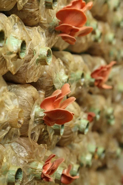 Champignon huître rose (Pleurotus djamor) sur les sacs de frai — Photo