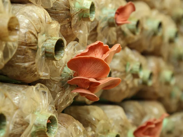 Pink oyster mushroom (Pleurotus djamor) on spawn bags — Stock Photo, Image