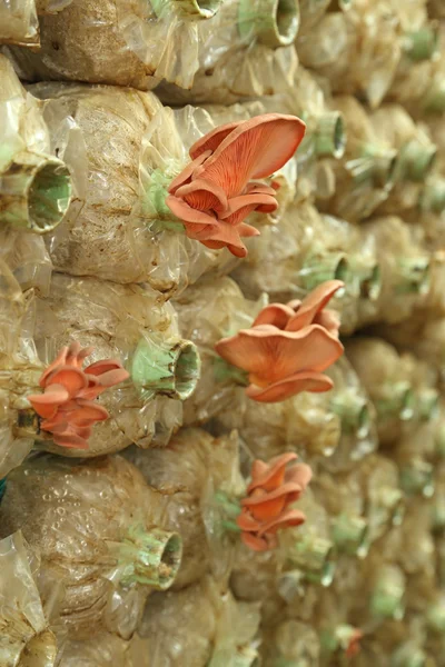 Fungo ostrica rosa (Pleurotus djamor) su sacchetti di uova — Foto Stock