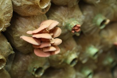 Spawn torbalar üzerindeki pembe istiridye mantar (kavak djamor)