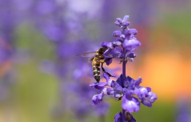 Arılı lavanta çiçeği
