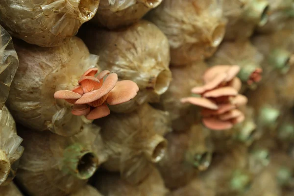 Rosa oyster svamp (Pleurotus djamor) på spawn väskor — Stockfoto