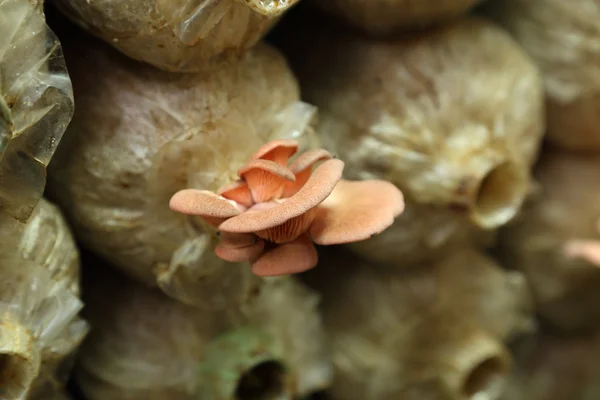 Pink oyster mushroom (Pleurotus djamor) on spawn bags — Stock Photo, Image