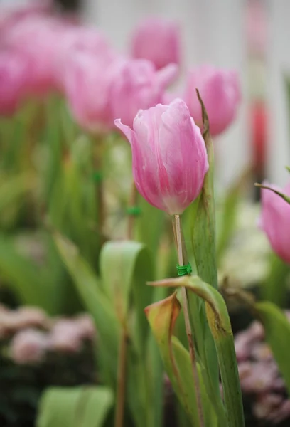 Beautiful pink tulip — Stock Photo, Image