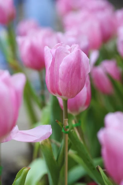 Beautiful pink tulip — Stock Photo, Image