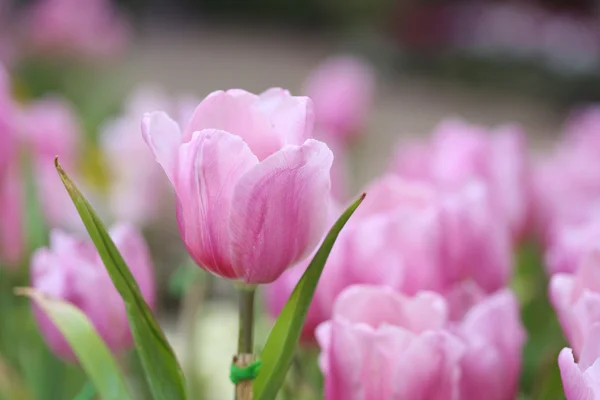 Beautiful pink tulip — Stock Photo, Image