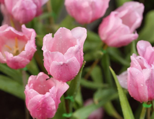 Beautiful pink tulip — Stock Photo, Image