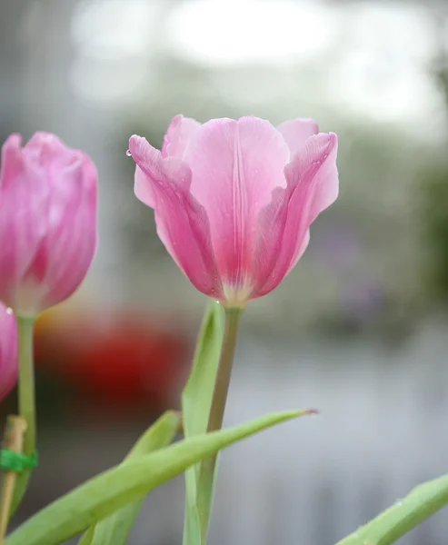 Beautiful pink tulip — Stock Photo, Image