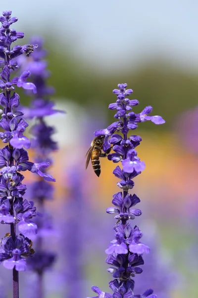 Λεβάντα λουλούδι με μέλισσα — Φωτογραφία Αρχείου
