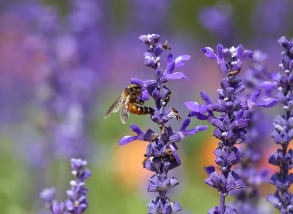 Лавандовый цветок с пчелой — стоковое фото