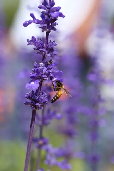 Lavender flower with bee — Stock Photo, Image