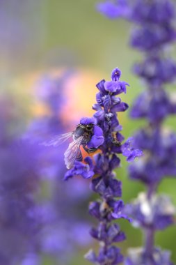 Arılı lavanta çiçeği