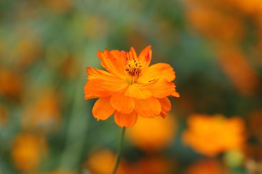 beautiful orange cosmos flower clipart