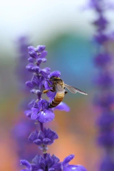 Lavendelblomma med bi — Stockfoto