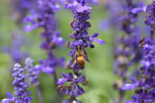 Flor de lavanda com abelha — Fotografia de Stock