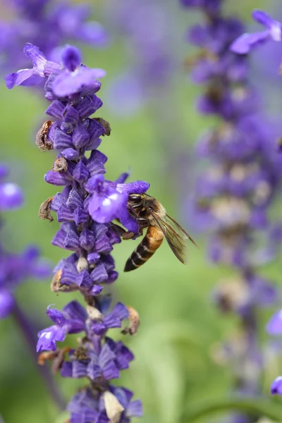 Fiore di lavanda con ape — Foto Stock