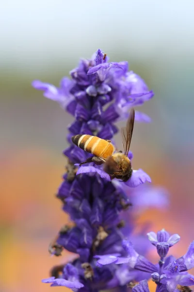 Lavender flower with bee — Stock Photo, Image