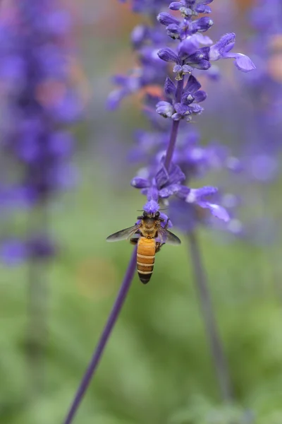 Lavender flower with bee — Stock Photo, Image