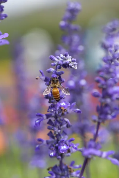 带有蜜蜂的薰衣草花 — 图库照片