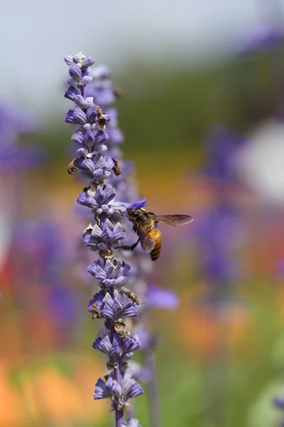 Flor de lavanda com abelha — Fotografia de Stock