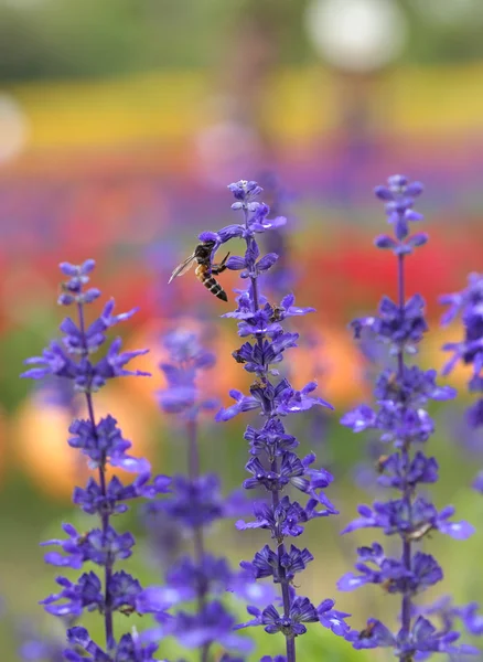 Kwiat lawendy z pszczołą — Zdjęcie stockowe