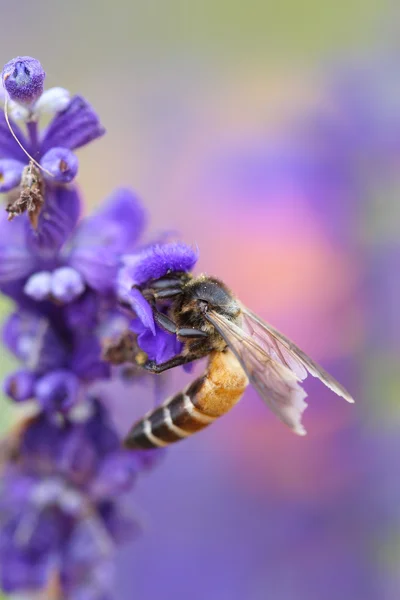 Lavender flower with bee — Stock Photo, Image