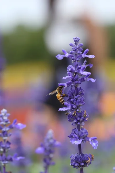 Lavendelblomma med bi — Stockfoto