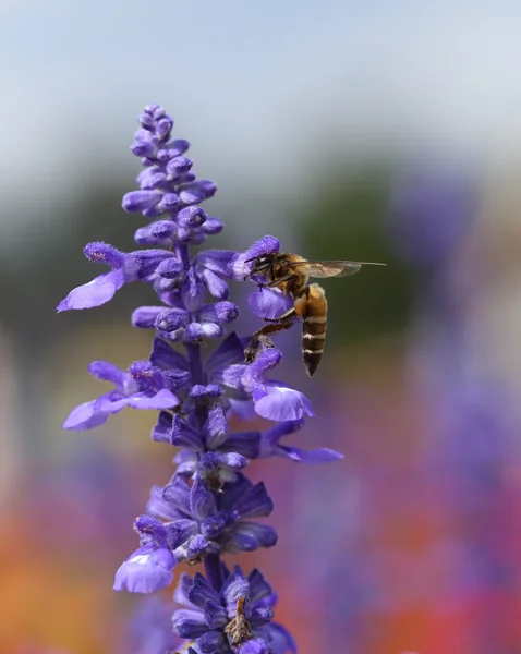 Лавандовый цветок с пчелой — стоковое фото