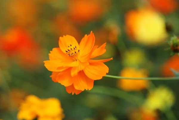Bellissimo fiore di cosmo arancione — Foto Stock