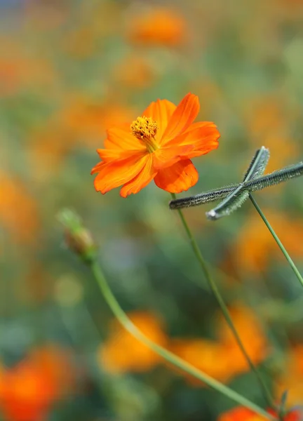 Krásné cosmos orange flower — Stock fotografie