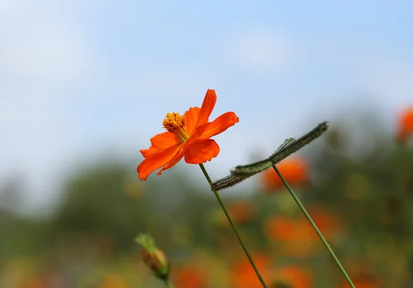 Hermosa flor cosmos naranja — Foto de Stock