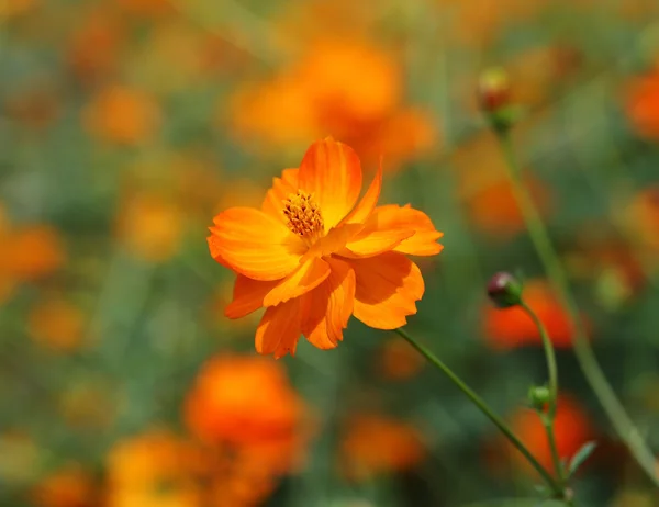 Bellissimo fiore di cosmo arancione — Foto Stock