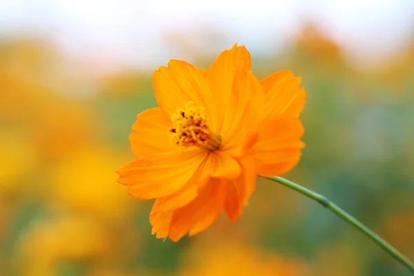 Krásné cosmos orange flower — Stock fotografie