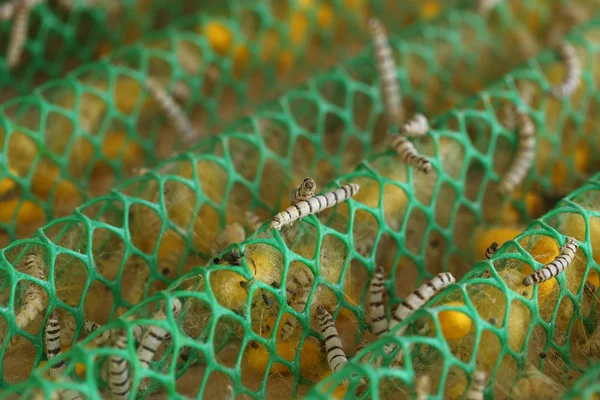 Close up de Silkworm — Fotografia de Stock