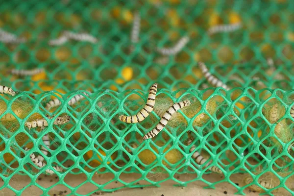 Close up de Silkworm — Fotografia de Stock