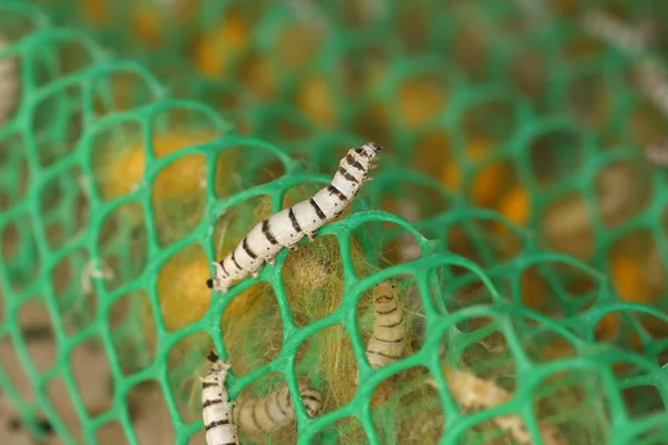 Close up van zijderupsen — Stockfoto