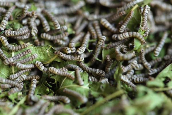 Silkesmaskar med mulberry blad — Stockfoto