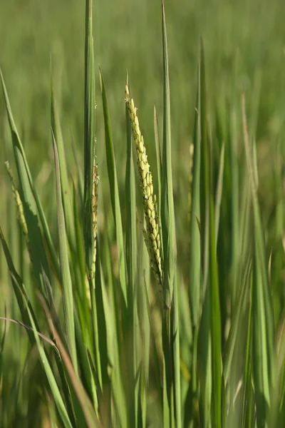 Pico de arroz en el campo de arroz — Foto de Stock