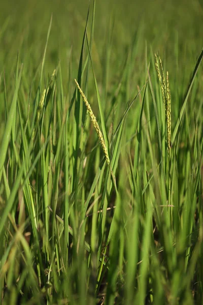 Rice spike in the paddy field — Stock Photo, Image