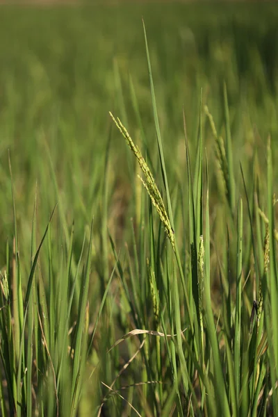 Pico de arroz en el campo de arroz — Foto de Stock