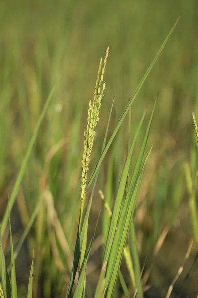 Spike di riso nel campo di risaie — Foto Stock