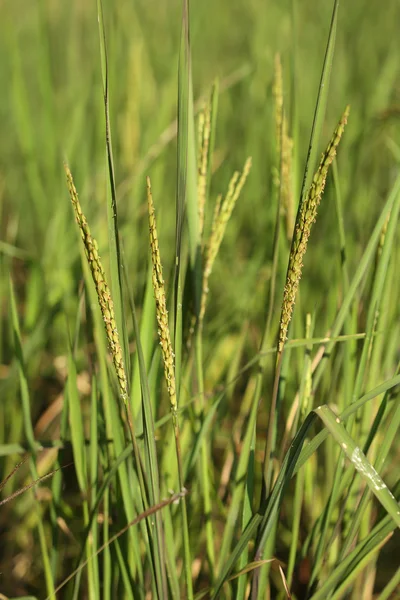 Pico de arroz en el campo de arroz — Foto de Stock
