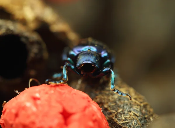 Beetle på trä — Stockfoto