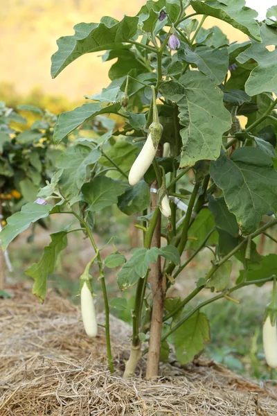 White Eggplant — Stock Photo, Image