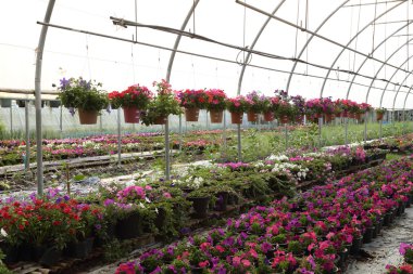 Çiçek çiftlik kreş