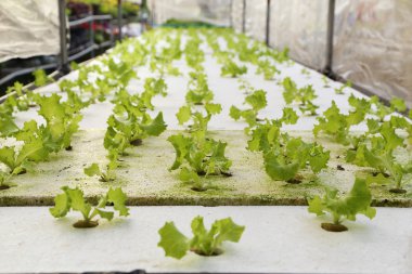 gruptaki yeşil meşe