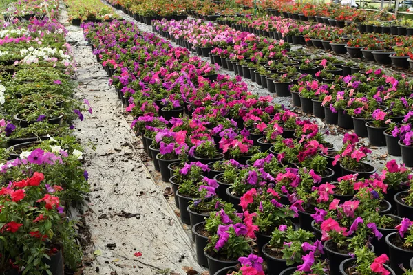 Flower farm nursery — Stock Photo, Image