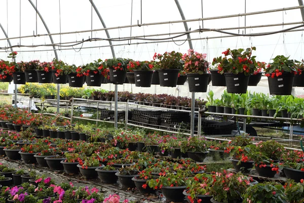 Flower farm nursery — Stock Photo, Image
