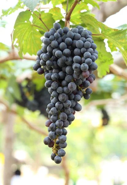 Red wine grapes hanging — Stock Photo, Image