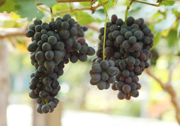 Red wine grapes hanging — Stock Photo, Image